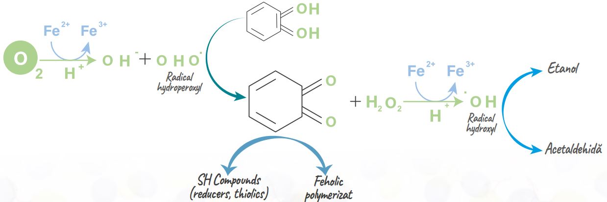 How does temperature affect wine conservation? 1 cadena de