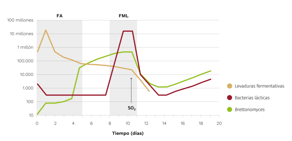 ¿Cuándo es el mejor momento para aplicar bacterias lácticas al vino? 3 Desarrollo microorganismos