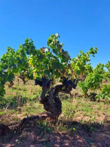 Culesul strugurilor din 2023