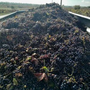Culesul strugurilor din 2023 cu rezultate bune