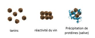 Comment contrôler l'astringence du vin 1 astringencia FR