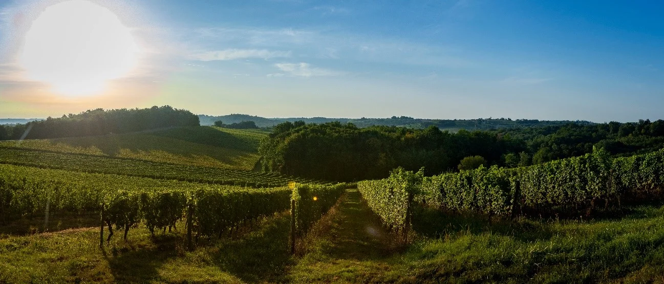 Ultrawine Perseo verdores