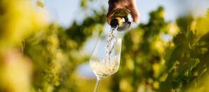 Blog 13 ultrasonidos vinos blancos