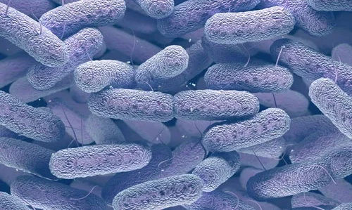 bacterias.webp